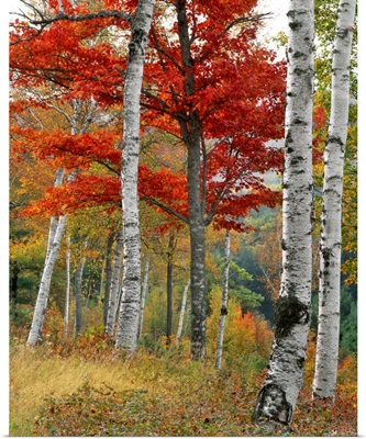 Maine, Wyman Lake. Forest of birch and maples in autumn colors