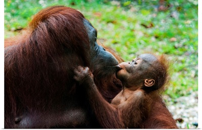Malaysia, Semenggoh Nature Reserve, Orangutan Mother And Baby.