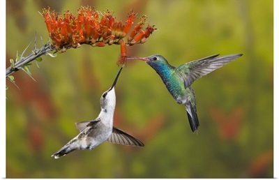 Male broad-billed hummingbird shares a bloom with a female black-chinned hummingbird