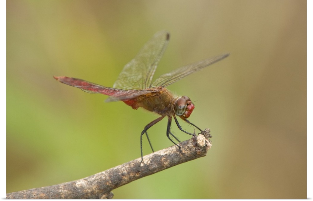 USA, Texas, Bentsen Rio Grande Valley State Park. Male red-tailed pennant dragonfly on limb.