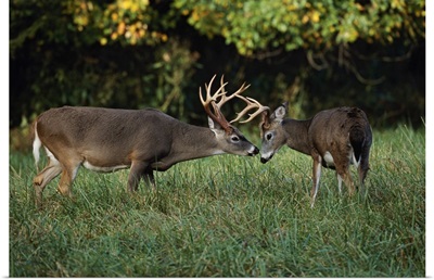 Male White-tailed Deer sizing each other up (Odocoileus virginianus)