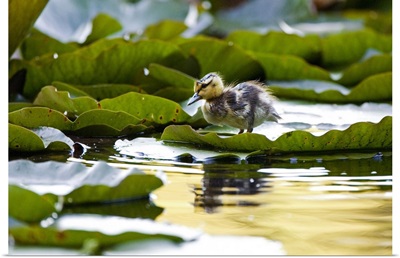 Mallard duckling, Anas platyrhynchos, Stanley Park, British Columbia