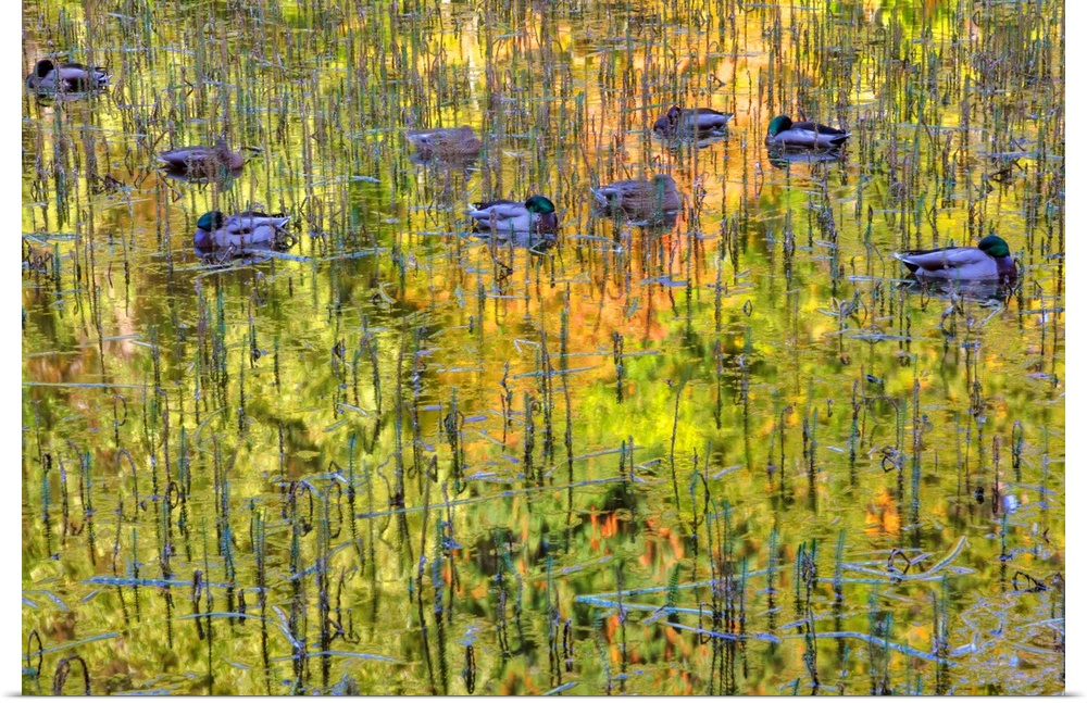 North America,Canada,BC,Victoria,Mallard Ducks Sleeping on Pond