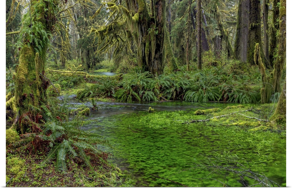 Mossy lush forest along the Maple Glade Trail in the Quinault Rainforest in Olympic National Park, Washington State, USA