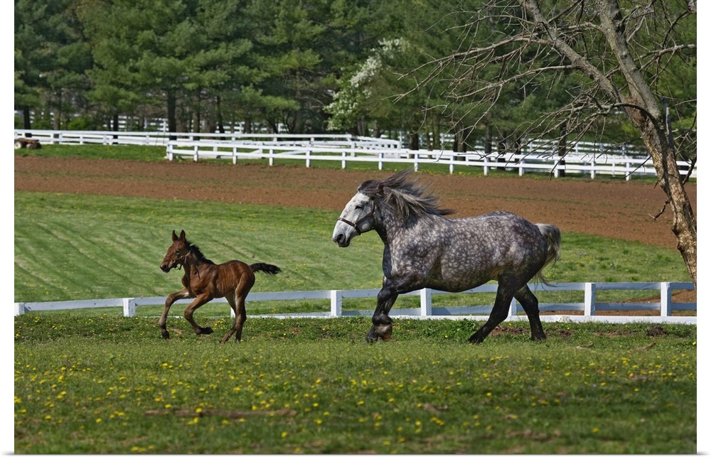 Mare and young colt running in paddock, Kentucky Horse Park, Lexington, Kentucky