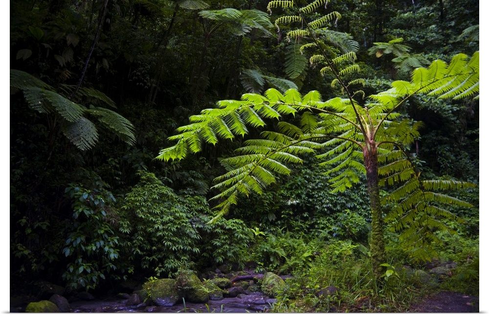 MARTINIQUE. French Antilles. West Indies. Tree fern (Cyathea spp.) in the Gorge of the Falaise River (Gorges de la Falaise).