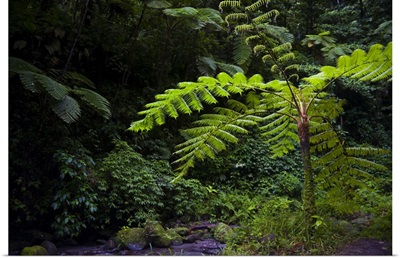 Martinique, French West Indies, Tree fern in the Gorge of the Falaise River