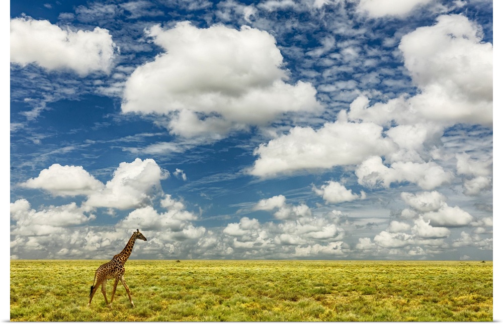 Masai giraffe on open plains of Serengeti national park, Tanzania, Africa, Giraffa Camelopardalis Tippelskirchii.