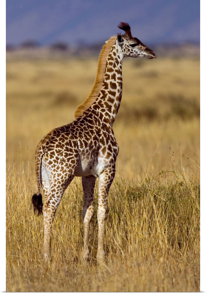 Masai Giraffe (Giraffa camelopardalis tippelskirchi) on plain, Masai Mara National Reserve, Kenya.