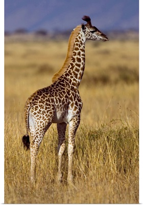 Masai Giraffe On Plain, Masai Mara National Reserve, Kenya
