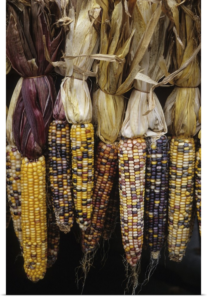 North America, USA, Massachusetts, Acton. Indian corn on display