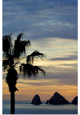 Mexico, Baja California Sur, Cabo San Lucas, Baja sunset palm with Los Arcos