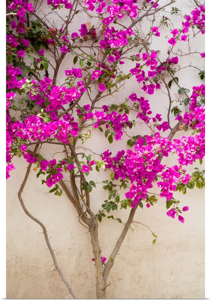 North America, Mexico, Pozos.  Bouganvilla blooming on wall in the town of Mineral de Pozos.