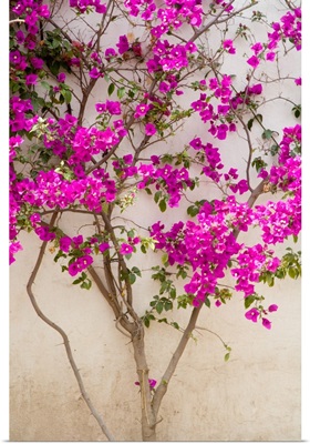Mexico, Pozos, Bouganvilla blooming on wall in the town of Mineral de Pozos