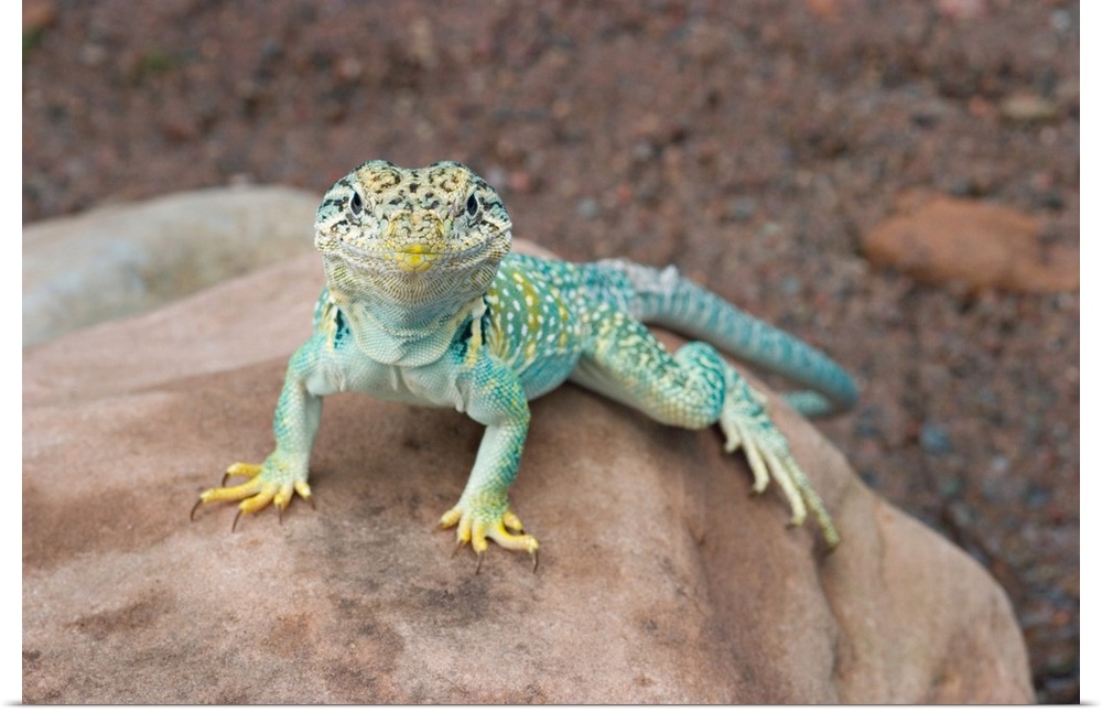 Collared lizard on rock.Crotaphytis collaris.Midwest US (controlled conditions).Maresa Pryor