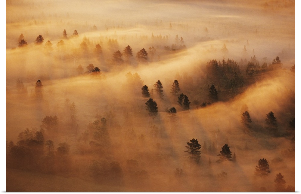 USA, Minnesota. Pine forest in morning fog.