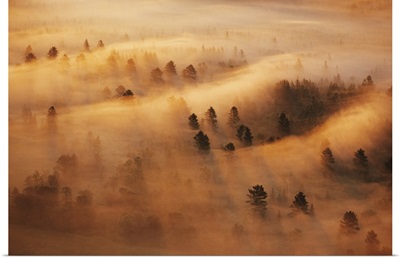 Minnesota. Pine forest in morning fog