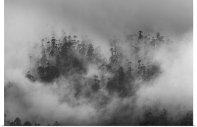 Misty Forest, Paro Valley, Bhutan