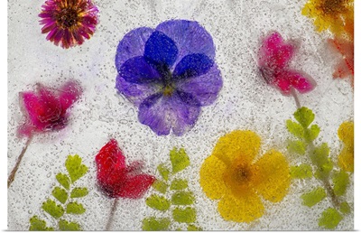 Mixed Flowers In Ice