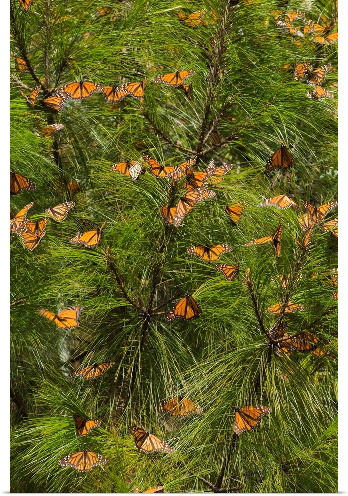 Monarch Butterflies (Danaus plexippus) in Pine Trees, El Rosario Butterfly Reserve, Michoacan, Mexico.