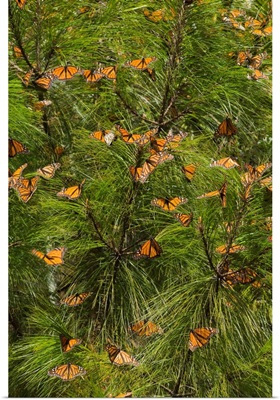 Monarch Butterflies in Pine Trees, El Rosario Butterfly Reserve, Michoacan, Mexico