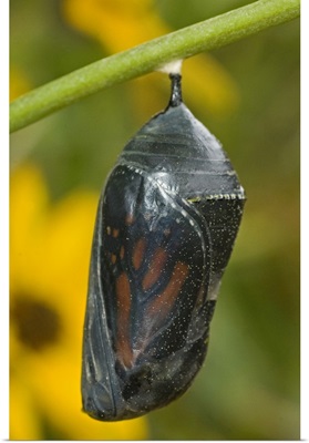 Monarch butterfly chrysalis about to hatch