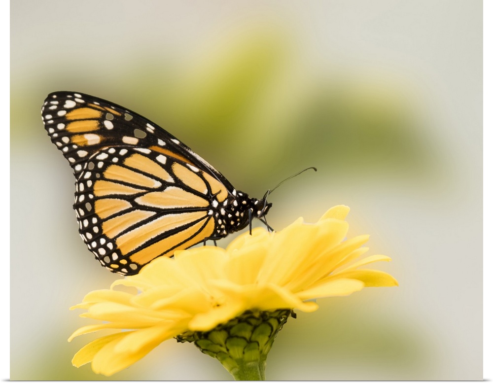 Monarch butterfly on flower.