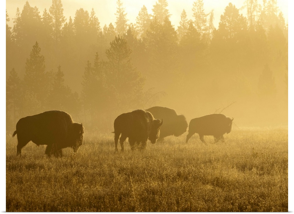 North America, USA, Montana, Yellowstone NP, Bison in mist