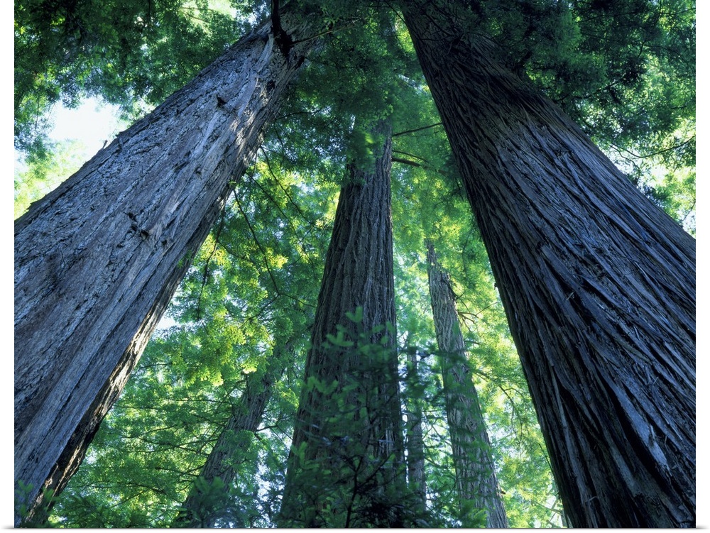 Montgomery Woods State Reserve, California. USA. Ancient redwoods (Sequoia sempervirons).
