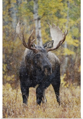 Moose, bull in snowstorm with aspen trees, Wyoming