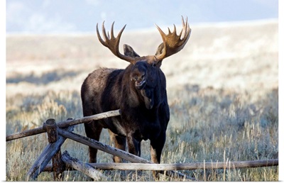Moose, Grand Teton National Park, Wyoming