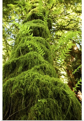 Mossy tree, Gibsons, British Columbia