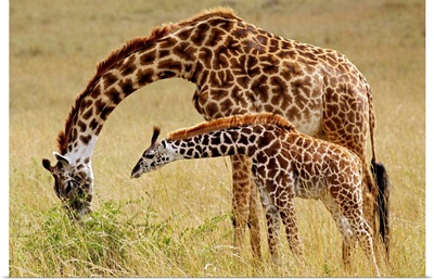 Mother And Baby Masai Giraffe, Masai Mara Game Reserve, Kenya