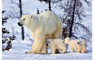 Mother Polar Bear With Three Cubs On The Tundra, Wapusk National Park, Manitoba, Canada