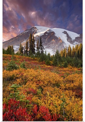Mount Rainier National Park, sunset highlights on mountain and meadow