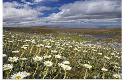 Mountain Daisies, Old Woman Conservation Area, South Island, New Zealand