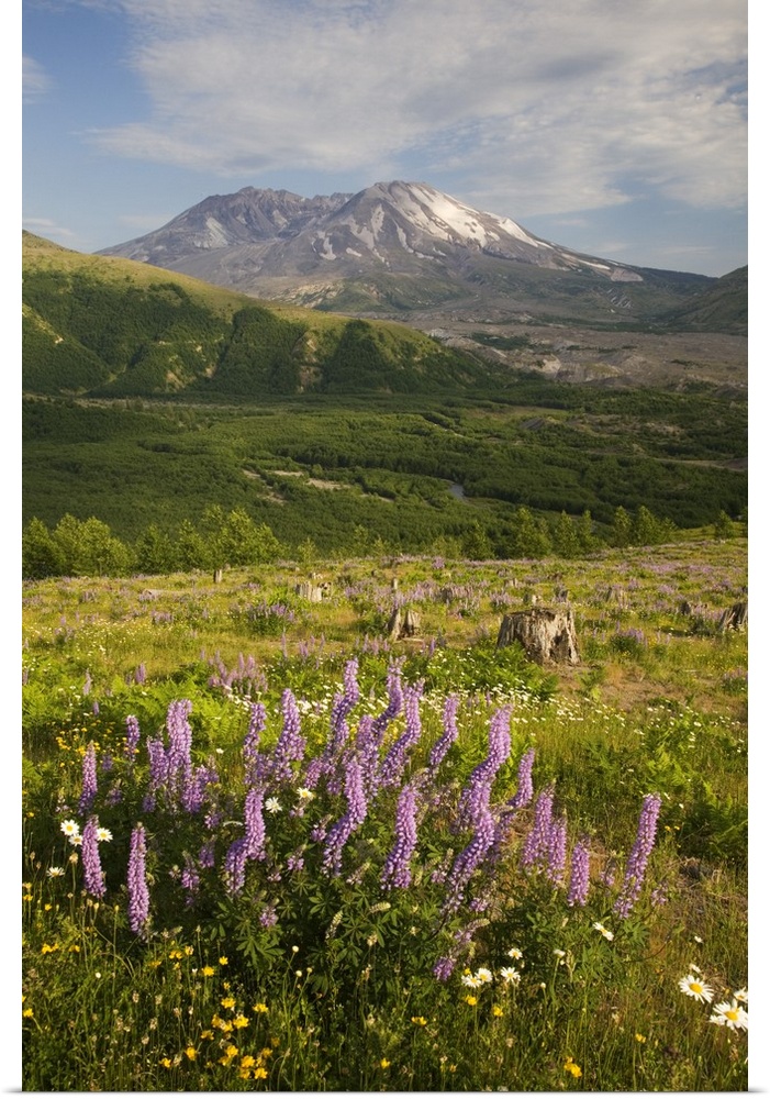 Washington, Mt. St. Helens National Volcanic Monument, Mt. St. Helens with lupine and wildflowers, view from Coldwater Rid...