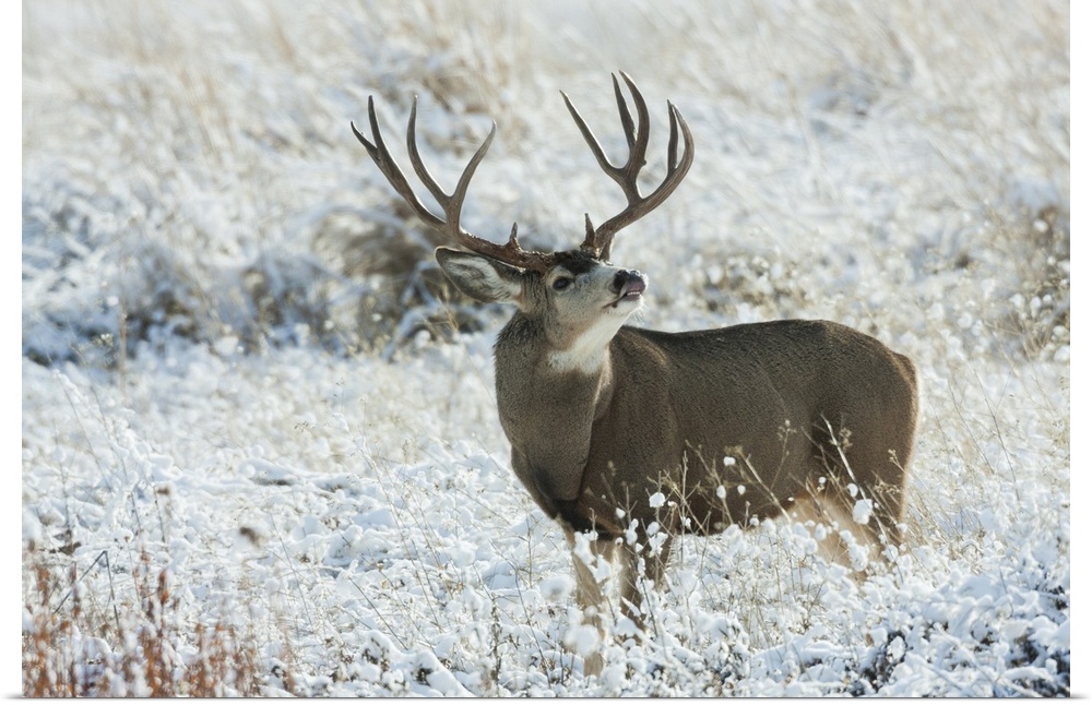 Mule Deer Buck. Nature, Fauna.