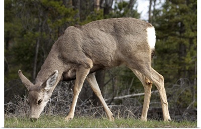Mule Deer (Odocoileus hemionus), Jasper National Park, Alberta, Canada