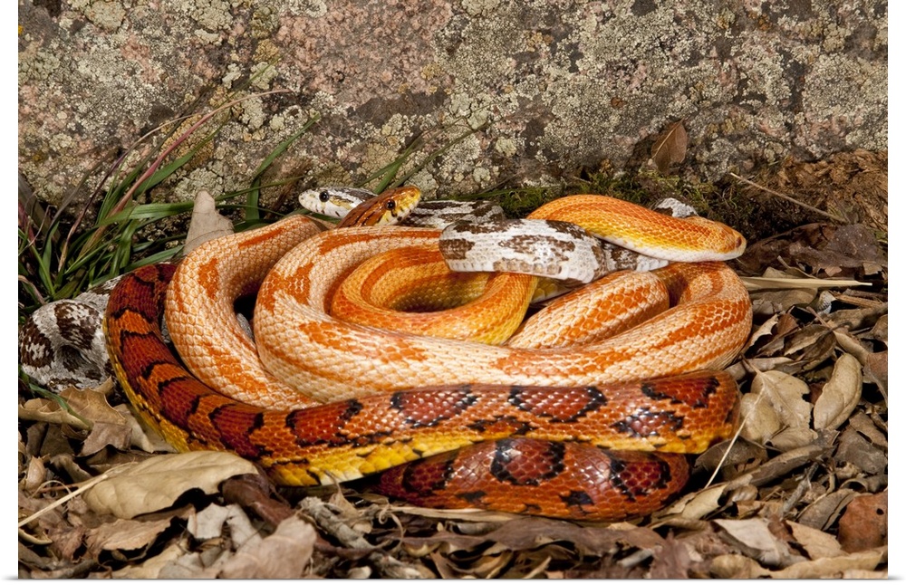 Multi Color Phase Corn Snakes.Elaphe guttata.Native to Eastern US