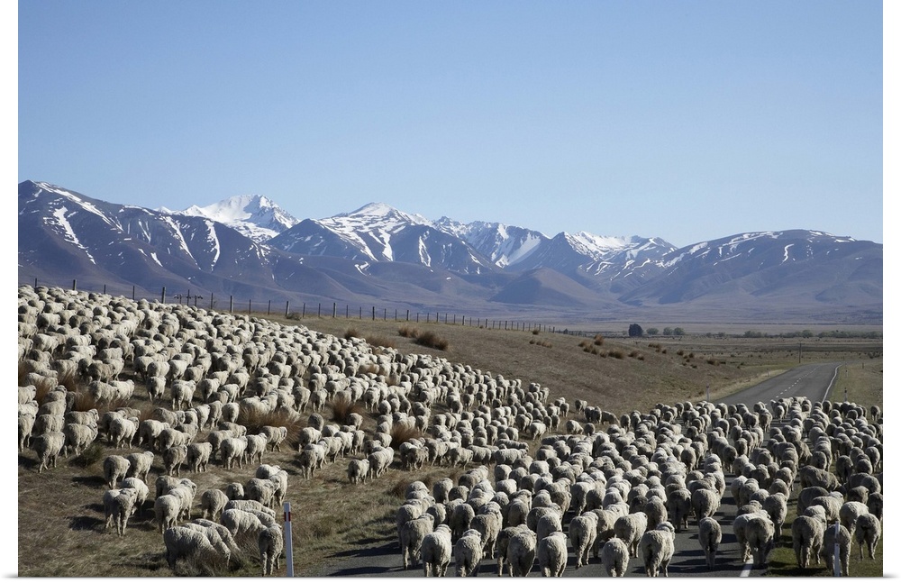 Mustering Sheep near Twizel, Mackenzie Country, South Canterbury, South Island, New Zealand