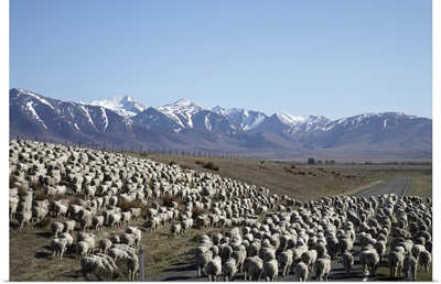 Mustering Sheep, Mackenzie Country, South Canterbury, South Island, New Zealand