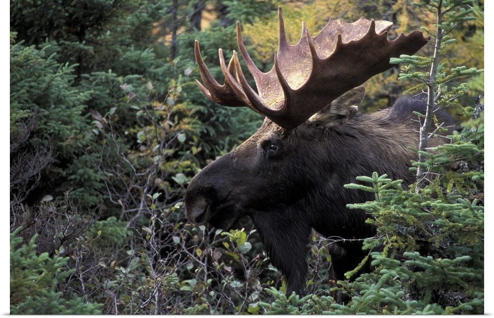 NA, Canada.Bull moose (Alces alces)