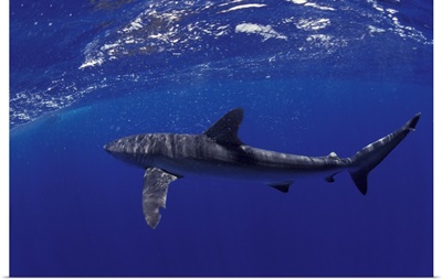 NA, Mexico, Socorro Islands Silky shark