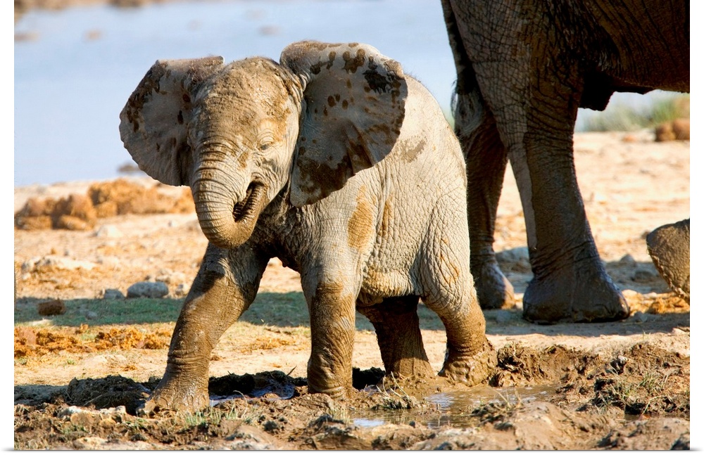 Namibia, Africa: Baby African Elephant in Mud, Halali Resort, Etosha Pan.