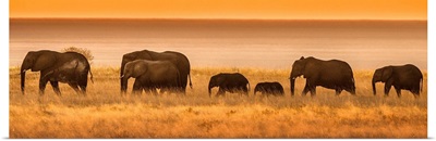 Namibia, Africa. Elephants walk in a line at sunset