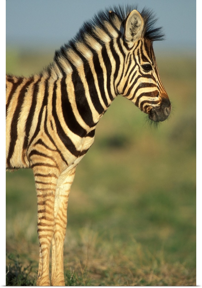 Namibia, Etosha National Park, Young Plains Zebra in desert (Equus burchelli).