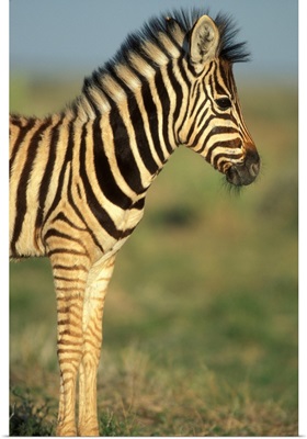 Namibia, Etosha National Park, Young Plains Zebra In Desert (Equus Burchelli)