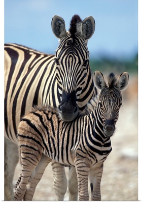 Namibia, Etosha National Park, Zebra Herd Gathers On Salt Pan Near Water Hole