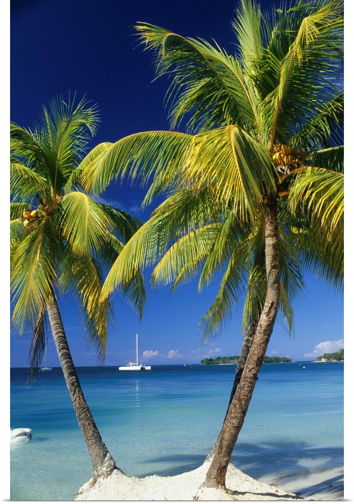 Negril, Jamaica, West Indies. Three palm trees at the edge of the blue sea with catamaran pleasure boat.